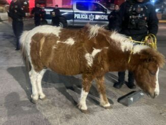 Resguardan policías municipales a pony que vagaba por la vía pública