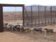 Chihuahua no registra casos de GBG: se mantiene libre de la enfermedad y refuerza su vigilancia sanitaria