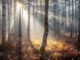 México toma medidas para productos que requieren regulación de la UE contra deforestación