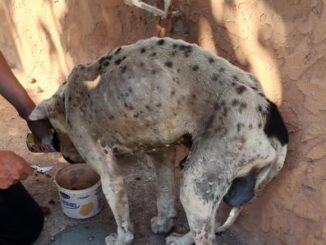 Aplica municipio de NCG primera multa por maltrato animal