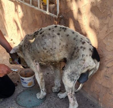 Aplica municipio de NCG primera multa por maltrato animal