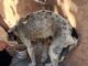 Aplica municipio de NCG primera multa por maltrato animal