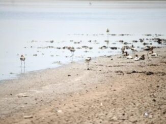 Dictaminan ingenieros que no se puede ingresar al cuerpo de agua de la laguna fierro