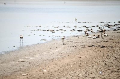 Dictaminan ingenieros que no se puede ingresar al cuerpo de agua de la laguna fierro