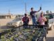 DONA MUNICIPIO DE NCG 500 ÁRBOLES A SECCIONAL DE PUERTO PALOMAS