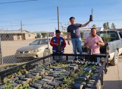 DONA MUNICIPIO DE NCG 500 ÁRBOLES A SECCIONAL DE PUERTO PALOMAS