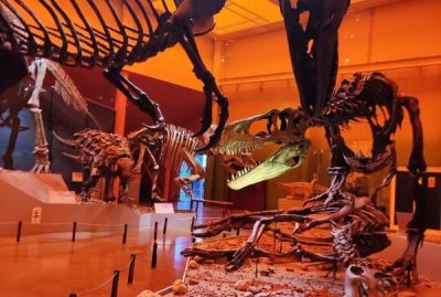 Celebra Museo del Desierto Chihuahuense su 15 aniversario con música y talleres para niñas y niños